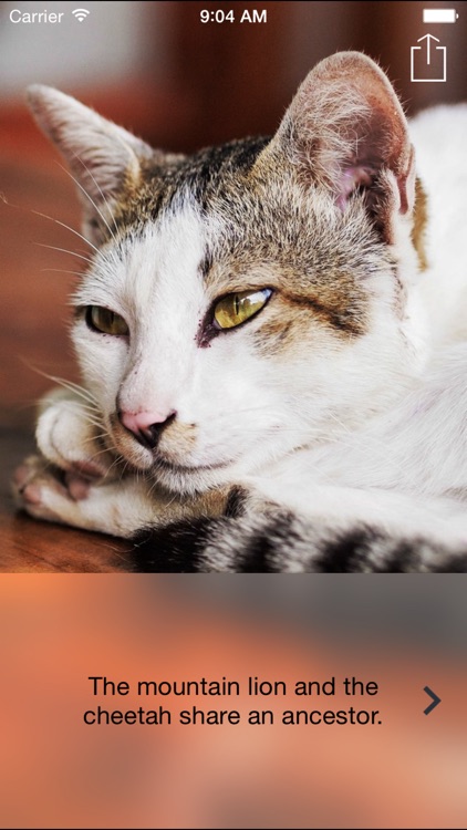 Cat News screenshot-4