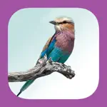 Sasol eBirds of the Kruger National Park App Positive Reviews