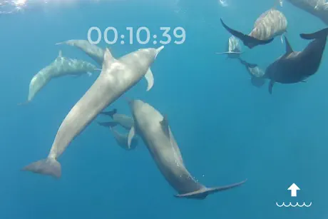 DiveFree