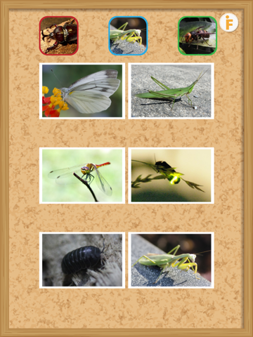 Screenshot #6 pour とびだす昆虫園-ムシ図鑑