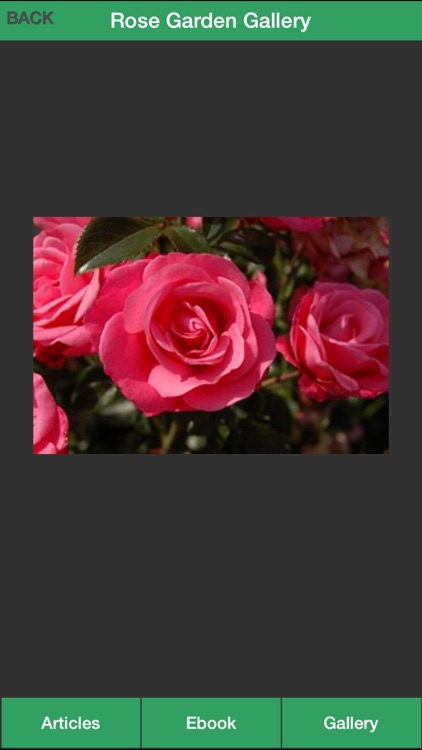 Rose Garden Guide - A Guide To Planting Your Own Rose Garden Successfully! screenshot-3