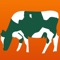 This app will calculate the approximate expected number of cows that are not pregnant at the end of the AB period, and then the minimum number of bulls required at any one time to cover them at 1:25