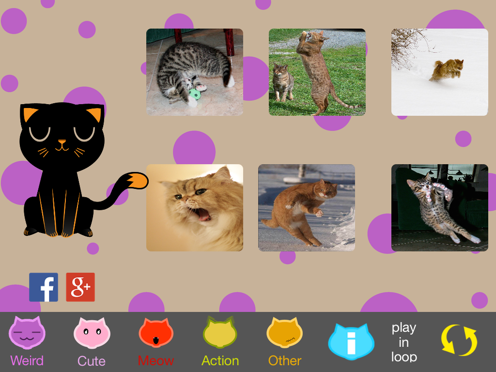 The Best Funny Kittens