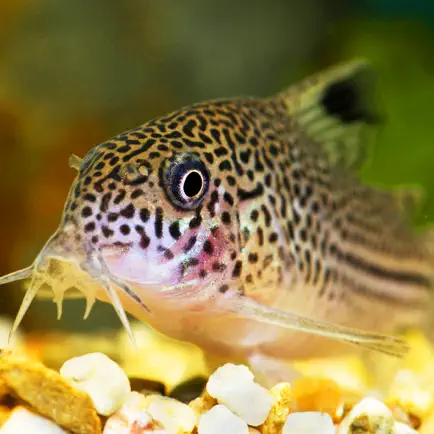 Tropical Fish Bible+ Читы