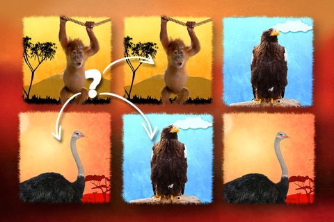 Play with Wildlife Safari Animals - Memo Game photo for preschoolers screenshot 3