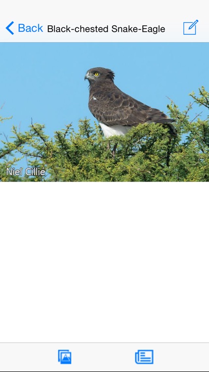 Animals of Kruger