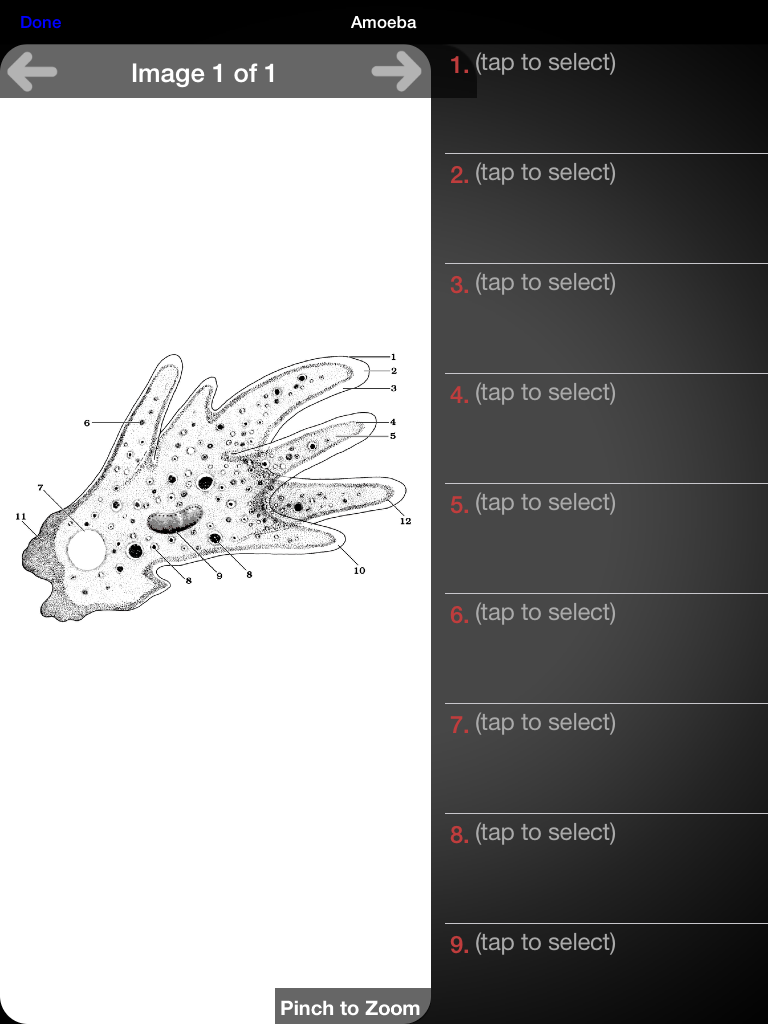 Protozoan Identification Free