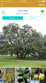 Trees: North & Central Florida screenshot