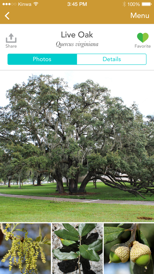 #1. Trees: North & Central Florida (iOS) 由: University of Florida