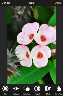 Game screenshot Photo Amp apk