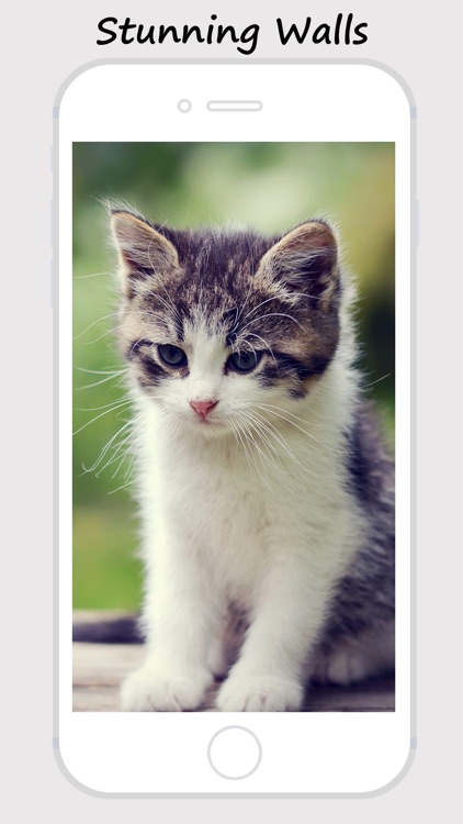 Kitty Wallpapers and Backgrounds