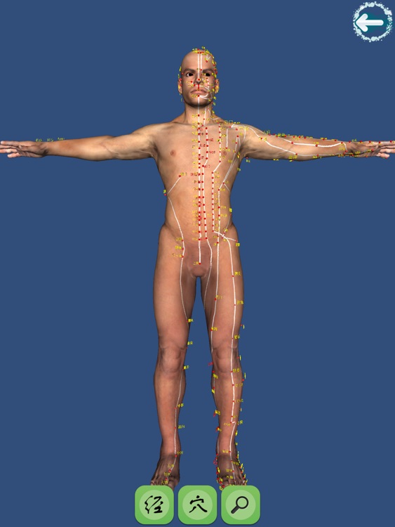 人体经穴3D图解