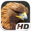 Golden Eagle Simulator HD Animal Life