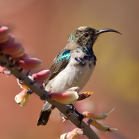 Animal Explorer Free Sounds and Photos