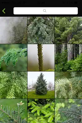 Game screenshot Vancouver Trees apk