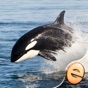 Orca Puzzles for Kids Free Jigsaw Wonder Edition app download