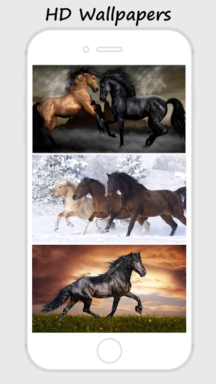 Horse Wallpapers and Backgrounds