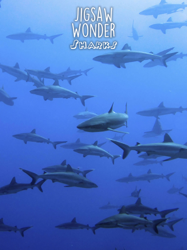 ‎Shark Puzzles for Kids Jigsaw Wonder Collection Screenshot