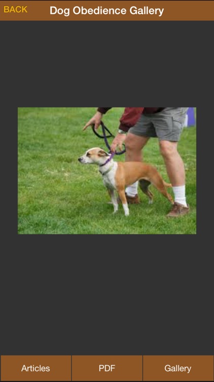Dog Obedience Guides - Train Your Dog Effectively, Dog Training Tips, Dog Gallery screenshot-4