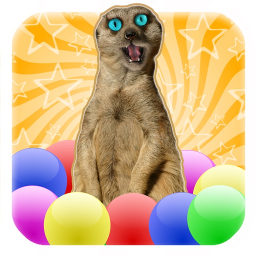 Meerkat Madness! - whack a Kat