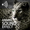 Animal Sound World