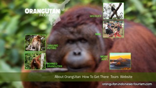 OrangUtan - Indonesiaのおすすめ画像1
