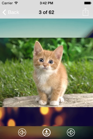 Cat Wallpaper: HD Wallpapers screenshot 2