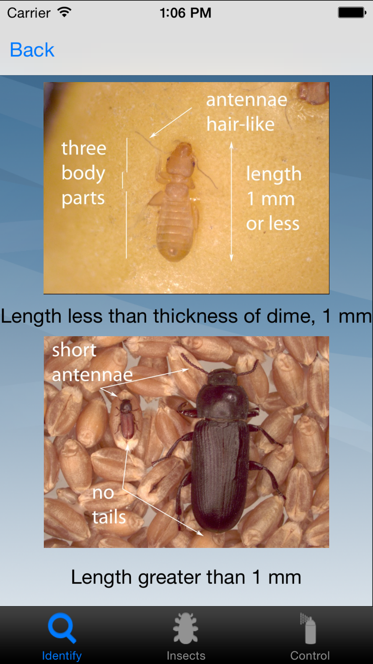 Insects in Stored Grain screenshot 4