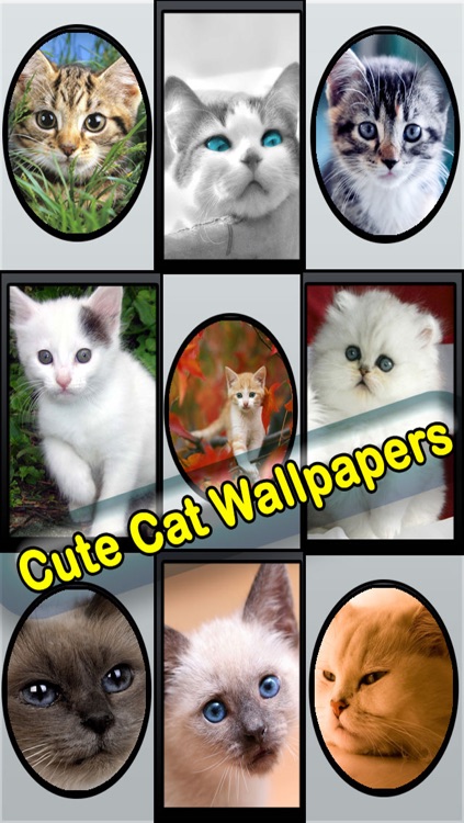 Best Cute Puppies and Cute Cat Wallpapers HD