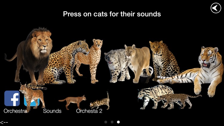 Wild Cats Orchestra
