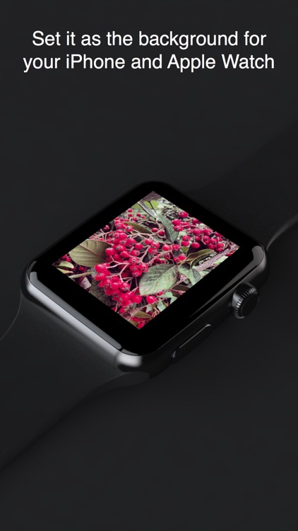 watchPapers — wallpapers for iPhone and Apple Watch