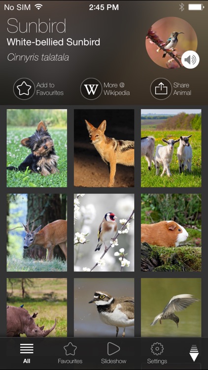 Animal Explorer Free: Sounds and Photos