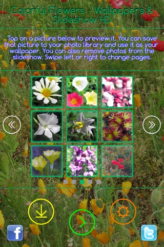 Colorful Flowers - Wallpapers & Slideshow HD screenshot 3