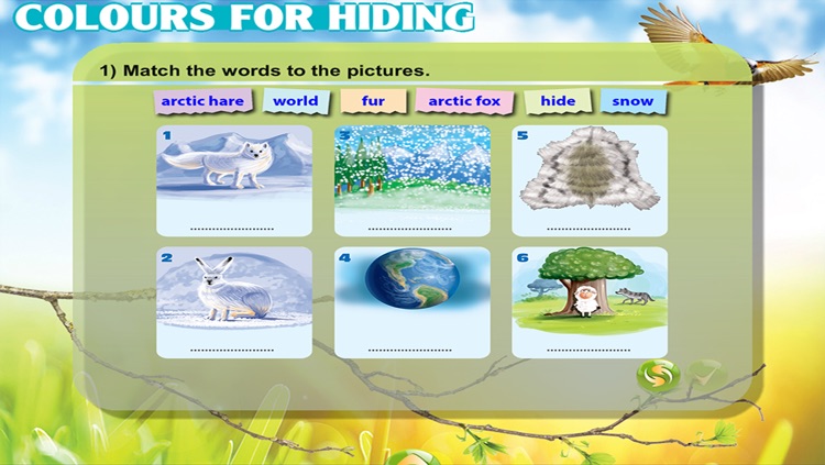 Animal Camouflage - CLIL Reader