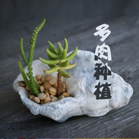 Snímky obrazovky (5) 园艺工坊-多肉植物种植