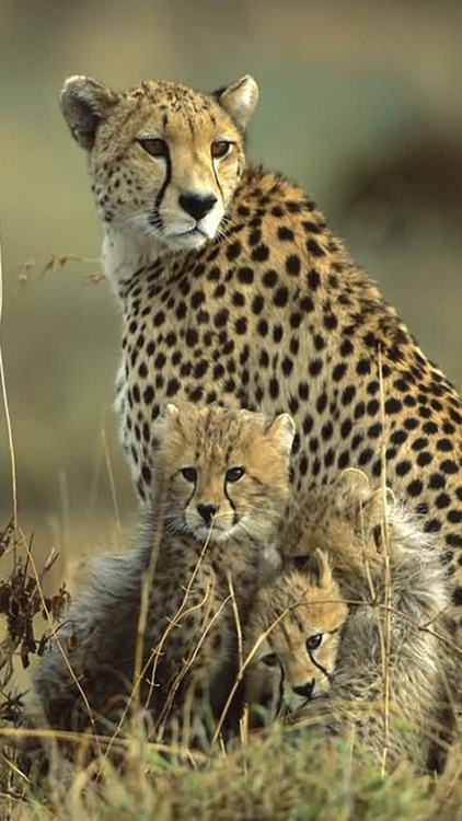 WildLife Wallpapers & Lock Screens
