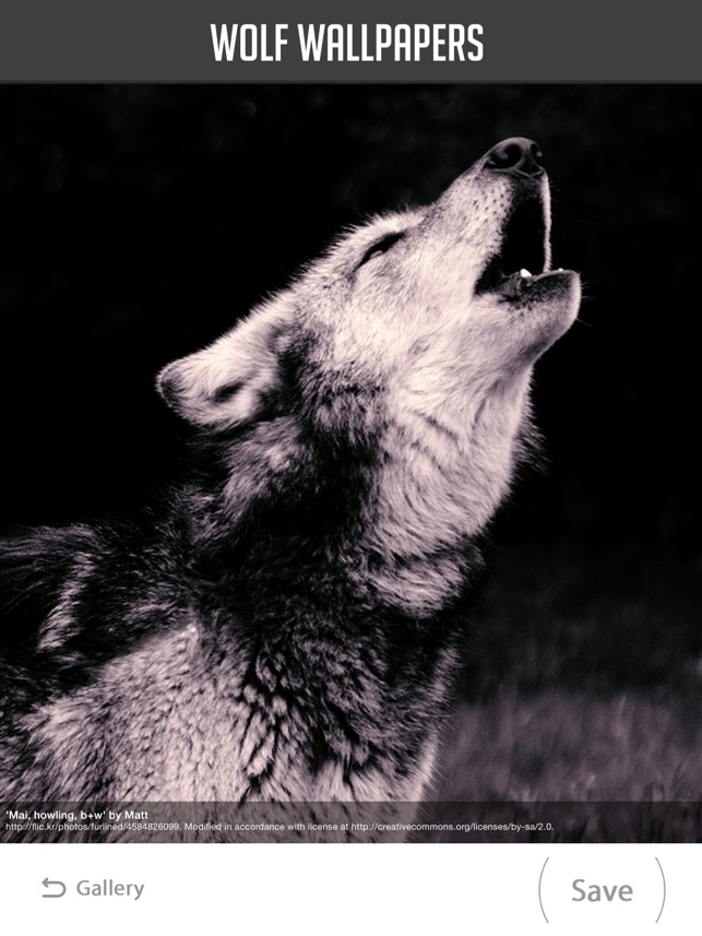 Lone Wolf HD Wallpapers - Top Free Lone Wolf HD Backgrounds -  WallpaperAccess