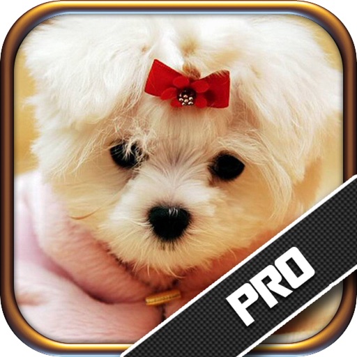 Dog Quiz PRO - All about Dogs 101 Guide Training Icon