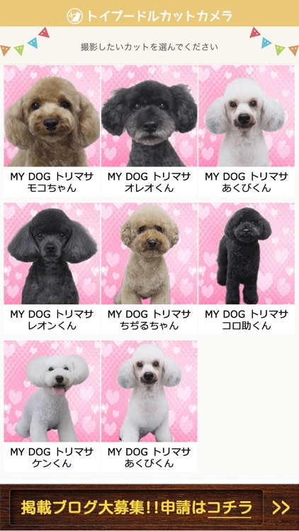 トイプードルカットカメラ