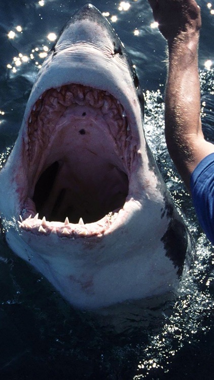 Shark Attack Survival: Great White & Tiger, Blue & Mako, Hammerhead & Whale screenshot-4
