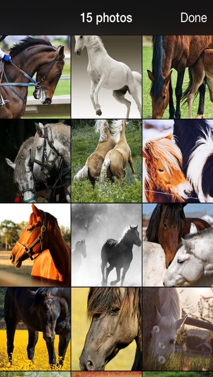 99 Wallpaper.s - Beautiful Backgrounds and Pictures of Horse and Pony