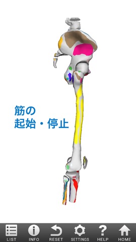 3D筋肉図鑑のおすすめ画像3