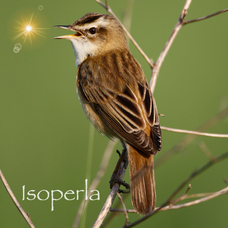 Bird Song Id Automatic Recognition & Reference - Birds of the British Isles