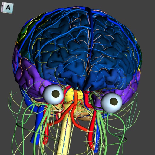 The Complete Human Brain Free