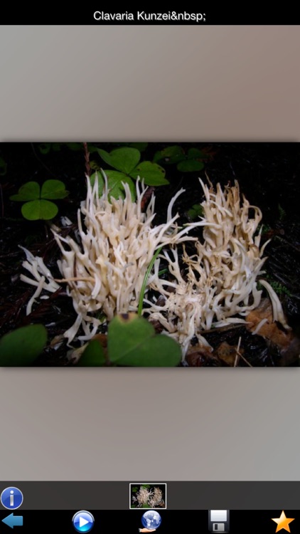 Mushrooms Info screenshot-3
