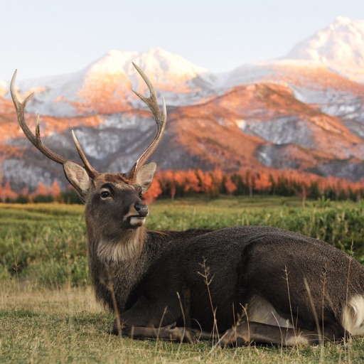 Deer Master Hunting Sniper Pro Icon