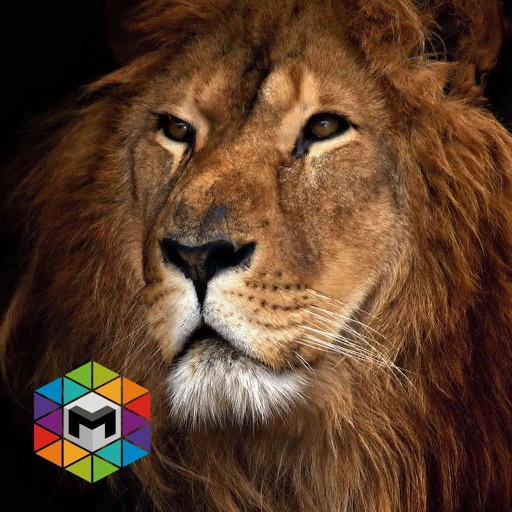 My Lion Simulator Icon