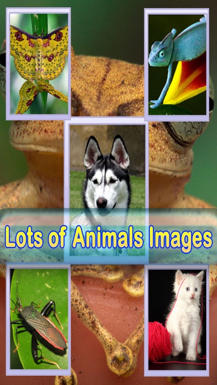 Wild Life Wallpapers -Best HD Wallpapers of Animal World screenshot-4