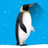 Hide The Penguin : Zoo Escape