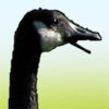 GOOSE! for iPad